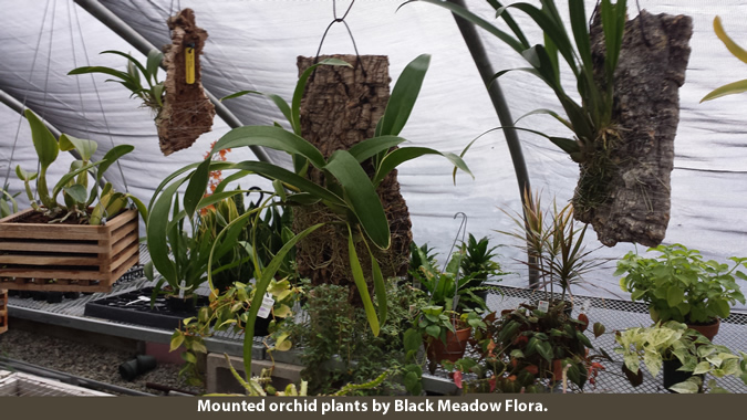 mounted orchid plants BMF-2