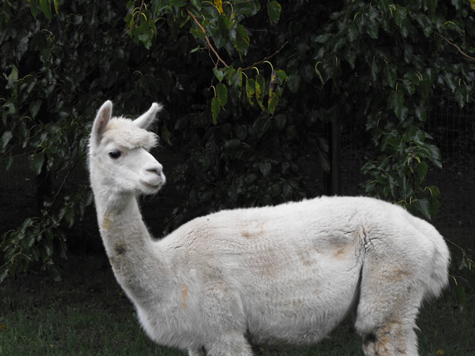 2050 12319-18-alpaca0009