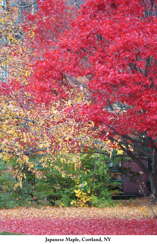 Japanese_maple_Cortland_NY