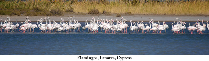 flamingos2