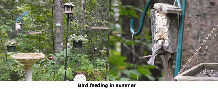 birdfeedinginsummer