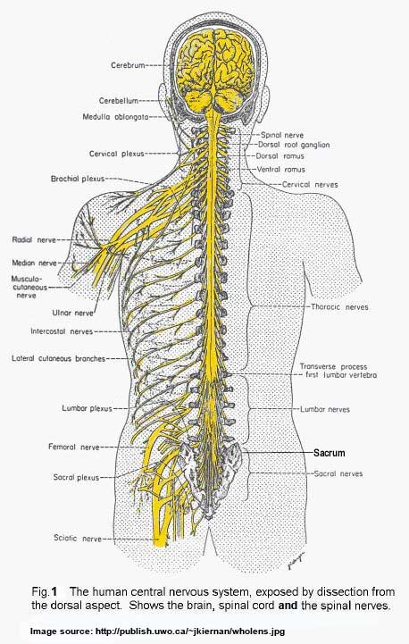 Craniosacral-System