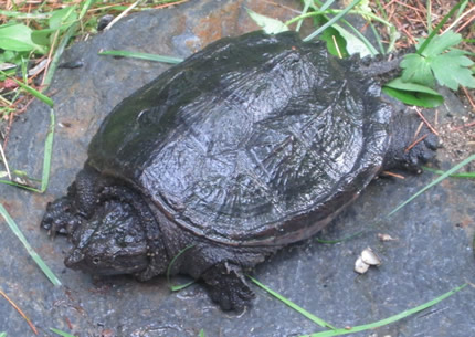 turtle430